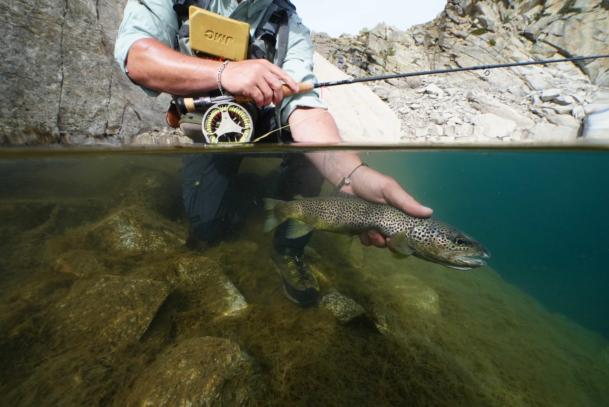 Remise à l’eau respectueuse d’une truite lors d’une initiation